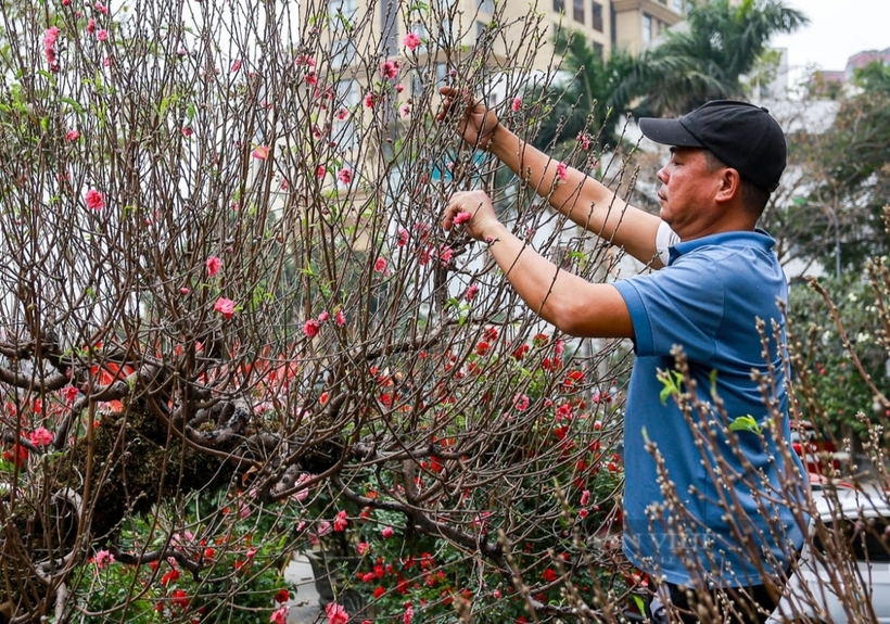 Hoa đào khoe sắc, tô điểm cho cho không khí Tết trở nên rực rỡ. Ảnh: Dân Việt