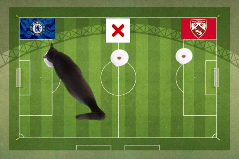 Mèo tiên tri dự đoán kết quả trận Chelsea vs Morecambe