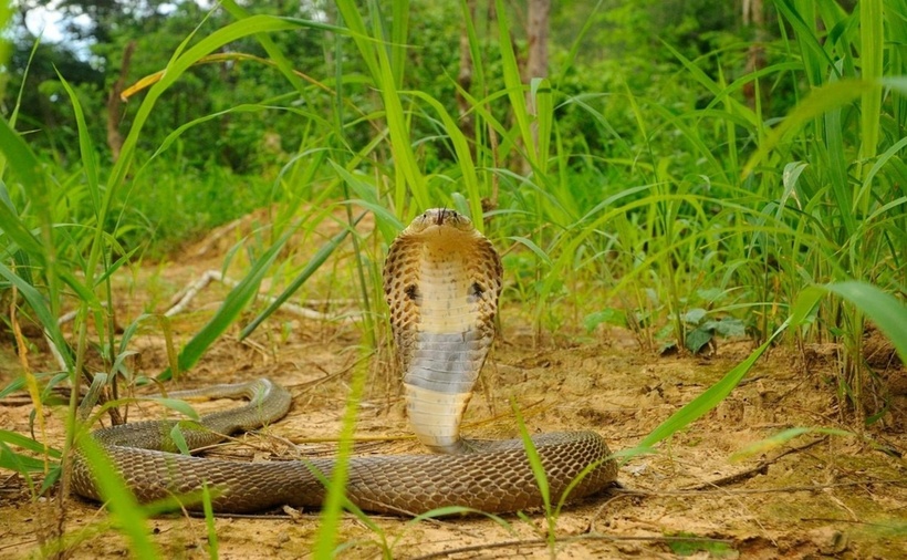 So với rắn hổ mang Trung Quốc, rắn hổ đất có kích thước lớn hơn đôi chút, thường dài từ 1,3 đến 1,5m và có khả năng dài đến 2,3m, dù hiếm gặp. Khi cảm thấy bị đe dọa, rắn hổ đất thường ngóc cao đầu và phình rộng mang. Phía sau của phần mang có thể quan sát thấy một hoa văn hình tròn giống như mắt kính. Thức ăn của loài rắn này bao gồm động vật gặm nhấm, cá, ếch và cả một số loài rắn khác… Rắn hổ đất cũng có thể phun nọc để tấn công kẻ thù, nhưng chúng chủ yếu sử dụng răng nanh để cắn và tiêm nọc độc.