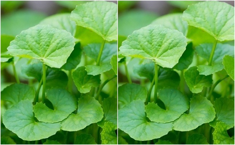 Rau má chứa nhiều vitamin, khoáng chất và các hợp chất có lợi cho sức khỏe.