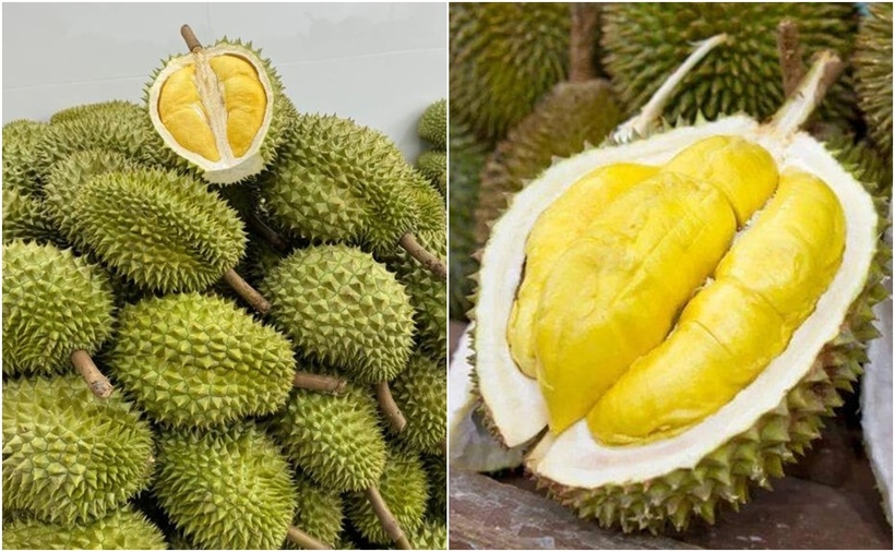 Các hợp chất trong sầu riêng có thể giúp giảm mức cholesterol xấu trong máu, giảm nguy cơ xơ vữa động mạch.