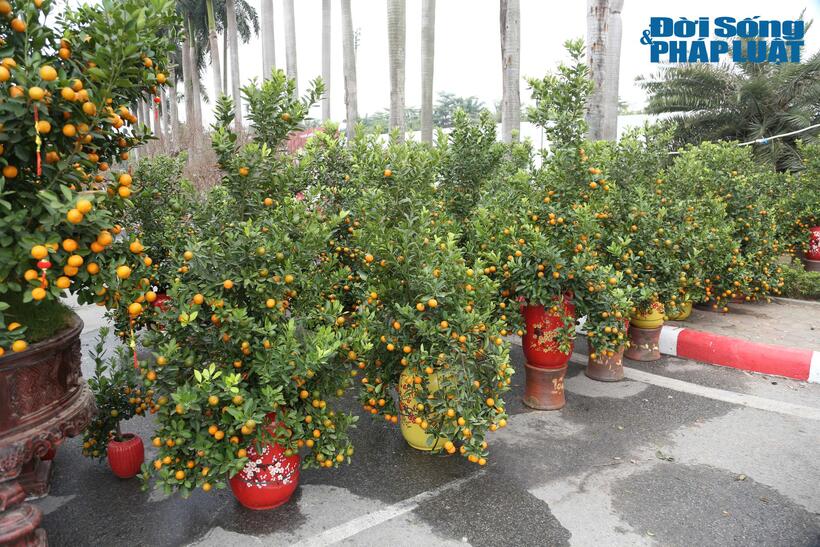 Những chậu quất có kích thước nhỏ hơn có mức giá dao động từ 1 – 1,5 triệu đồng.