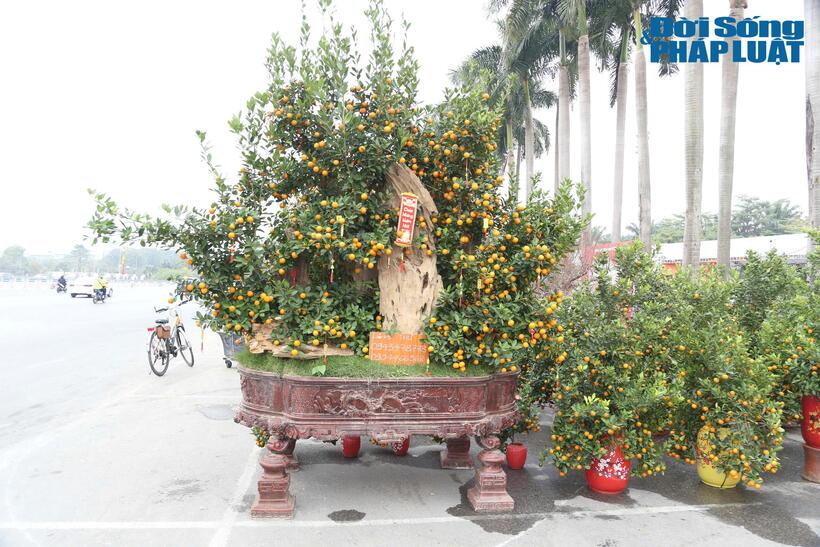 Cây quất kết hợp với gỗ lũa là sản phẩm độc đáo, được “giới nhà giàu” chọn mua chơi Tết trong vài năm trở lại đây.