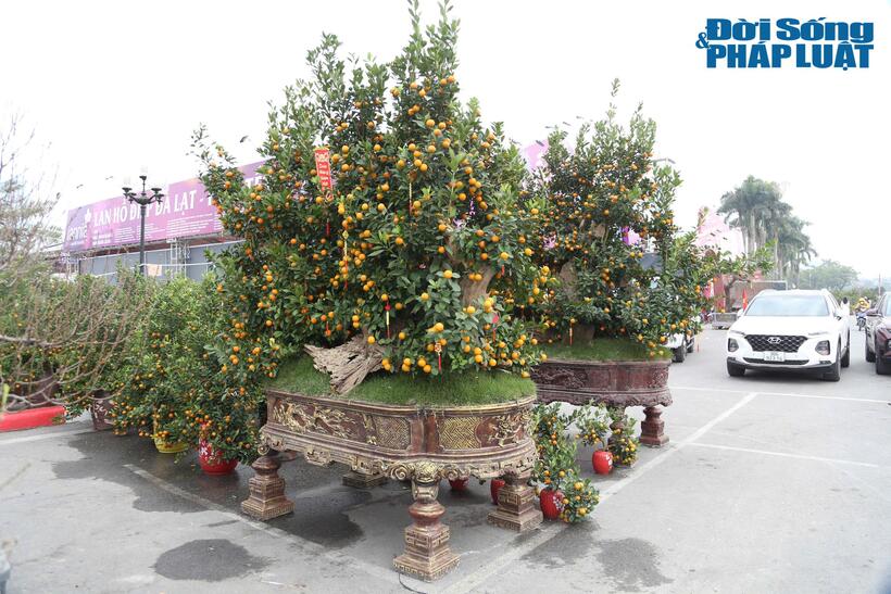 Hai chậu quất gỗ lũa cao 3m được chào bán mức giá 65 triệu đồng/cây. Theo ông Nguyễn Minh Luyện (tiểu thương đến từ huyện Văn Giang, tỉnh Hưng Yên), đây là loại quất bonsai kết hợp với gỗ lũa, được tạo hình kỳ công.