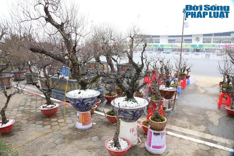 Hai cây đào thất thốn cổ được chào bán với mức giá khoảng 25 triệu đồng/cây. "Năm nay thời tiết không thuận lợi cho việc chăm sóc cây, cũng như chi phí vận chuyển từ Lào Cai khá cao nên mức giá cũng có phần nhỉnh hơn", người bán cho biết.