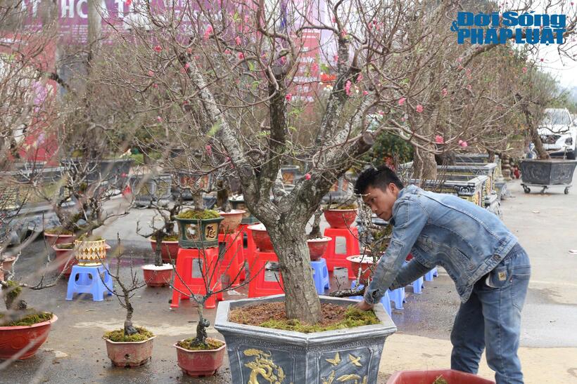 Theo kế hoạch, thời gian tổ chức các chợ hoa xuân từ từ ngày 8 đến 20h ngày 28/1/2025.