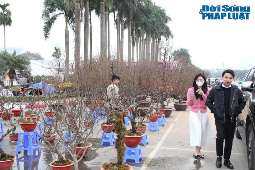 Theo UBND TP Hà Nội, nhằm phục vụ nhân dân mua sắm, tham quan, giải trí vui đón Tết Ất Tỵ 2025, TP Hà Nội sẽ tổ chức 70 điểm chợ hoa xuân. Ghi nhận của PV Đời sống & Pháp luật tại Khu vực Quảng trường phía trước cổng sân vận động quốc gia Mỹ Đình (phường Mỹ Đình 1), các nhà vườn đã tấp nập trưng bày đào, quất để phục vụ khách chơi Tết.