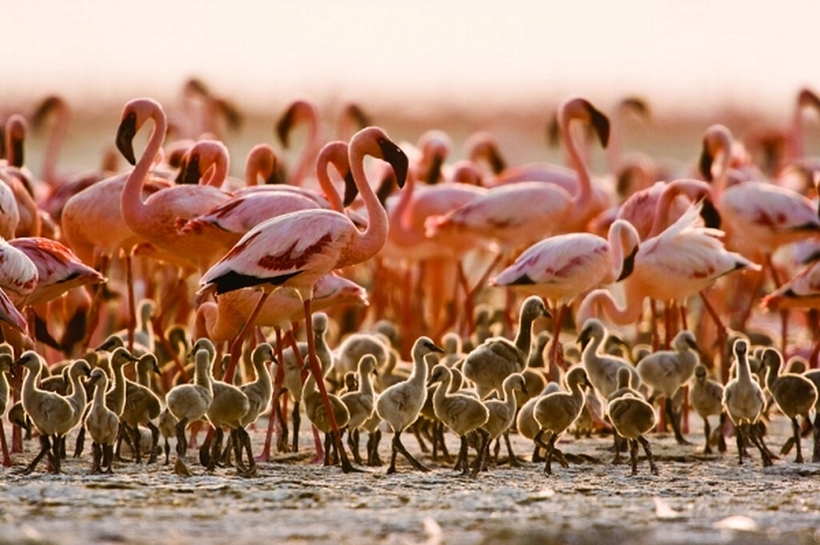 Chim hồng hạc tại hồ Natron. Ảnh minh họa