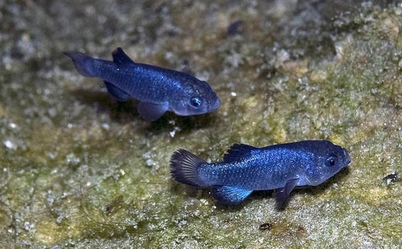 Loài cá cực kỳ quý hiếm này, thuộc họ Cyprinid Cyprodontidae. Ảnh: DNVN