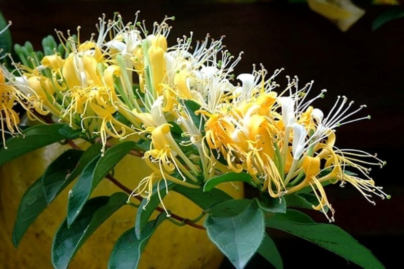 Kim ngân hoa chứa các hoạt chất như axit chlorogenic, luteolin có tác dụng kháng khuẩn.