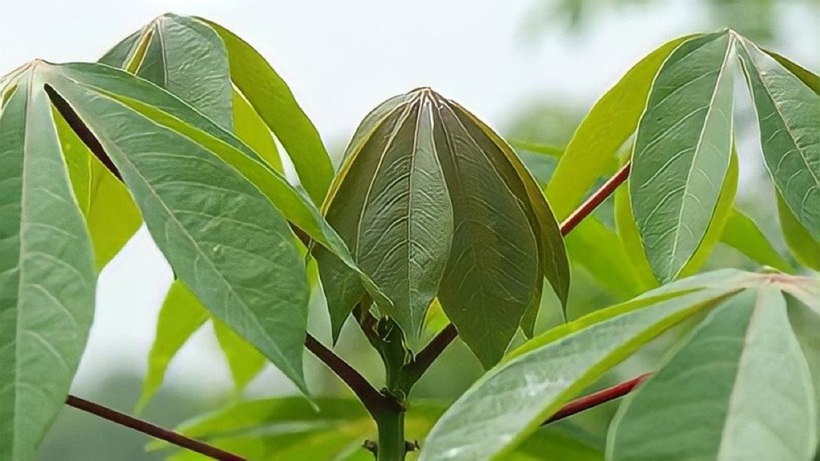 Trong lá sắn có chứa một lượng lớn vitamin C và folate, hỗ trợ tăng cường hệ miễn dịch.