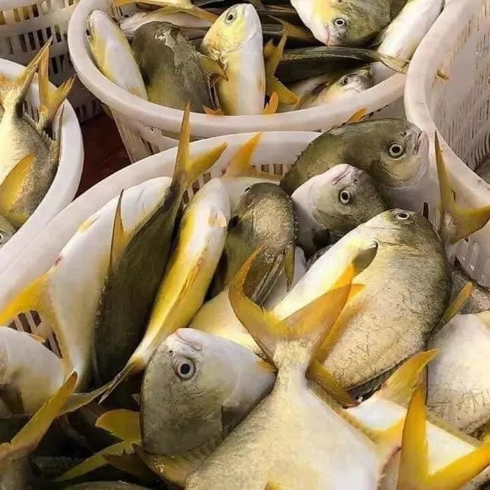 Hiện tại, giá của cá chim biển dao động dựa trên nhiều yếu tố.