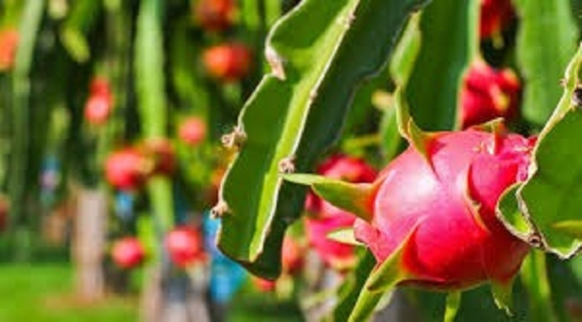 Thanh long là nguồn cung cấp dồi dào vitamin C, vitamin nhóm B (B1, B2, B3), khoáng chất (sắt, canxi, photpho) và chất xơ.