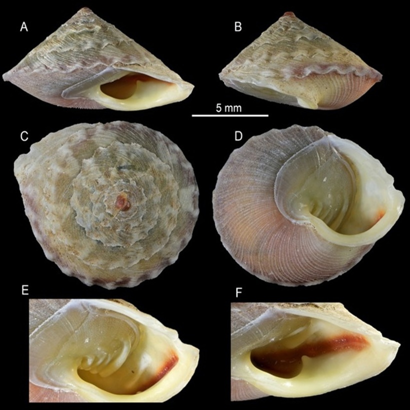 Hình ảnh mẫu chuẩn của loài Calybium plicatus. (Ảnh: Thanh niên)