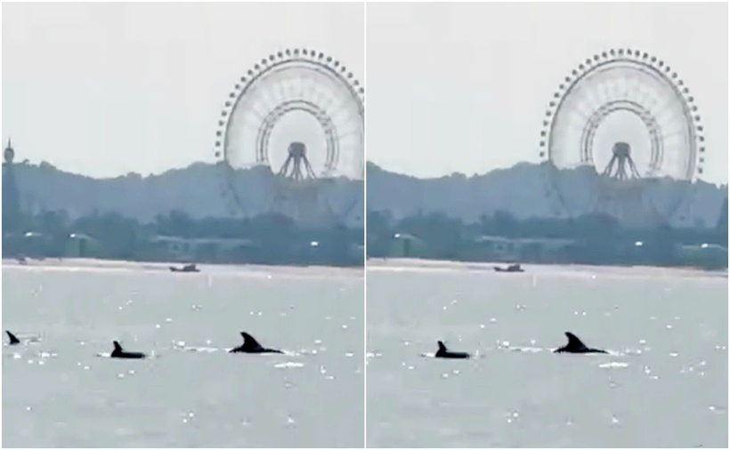 Du khách quay lại khoảnh khắc đàn cá heo xuất hiện ở khu vực vùng biển xã Gành Dầu (TP.Phú Quốc). Ảnh: Tuổi trẻ