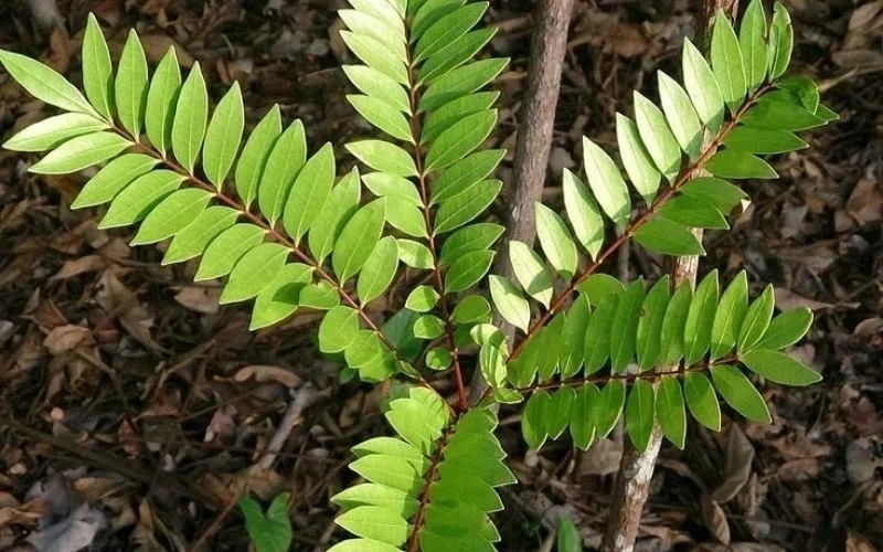 Mật nhân giúp bảo vệ tế bào gan khỏi các tác nhân gây hại như rượu bia, thuốc lá, virus viêm gan... Ảnh minh họa