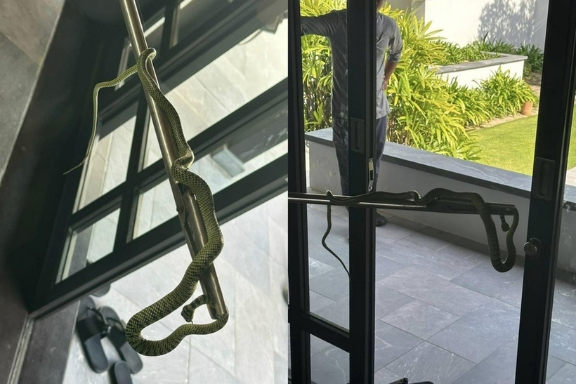 Do rắn cườm rất phổ biến và được phân bố rộng, chúng thường xuất hiện ở những khu vực có con người để săn mồi, đặc biệt hay bò vào nhà để bắt thạch sùng, một trong những món ăn ưa thích của chúng, do vậy rắn cườm và con người thường xuyên chạm mặt nhau.