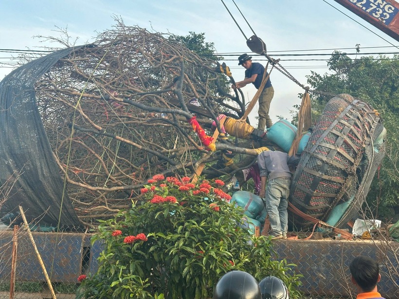 Đến tháng 12/2024, Công ty Cây xanh – Nhà gỗ 6789 đã mua được cây mai vàng này. Quá trình khai thác cây mai "khổng lồ" này diễn ra đầy khó khăn. Phải mất hơn 1 tuần, với rất nhiều người và máy móc mới đưa được cây mai vàng hàng trăm năm tuổi này đến Chợ hoa Xuân Ất Tỵ TP Buôn Ma Thuột, tỉnh Đắk Lắk.