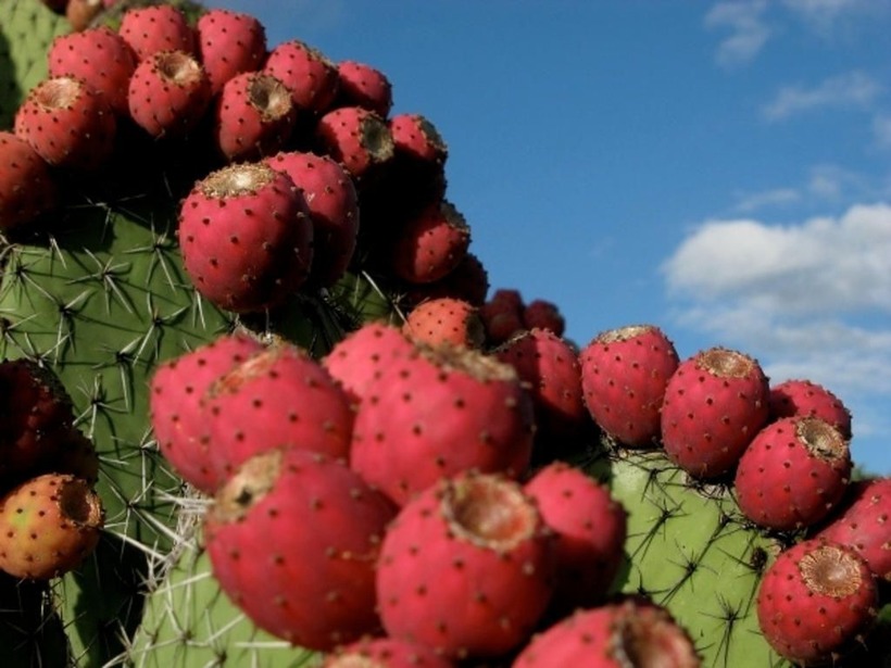 Loại quả ăn tốt hơn cả nhân sâm vừa hạ đường huyết vừa “dưỡng gan” - 1