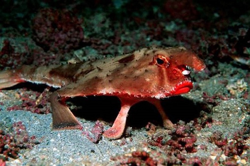 tìm thấy ở vùng nước sâu quanh quần đảo Galapagos ở Thái Bình Dương và ngoài khơi bờ biển Peru.