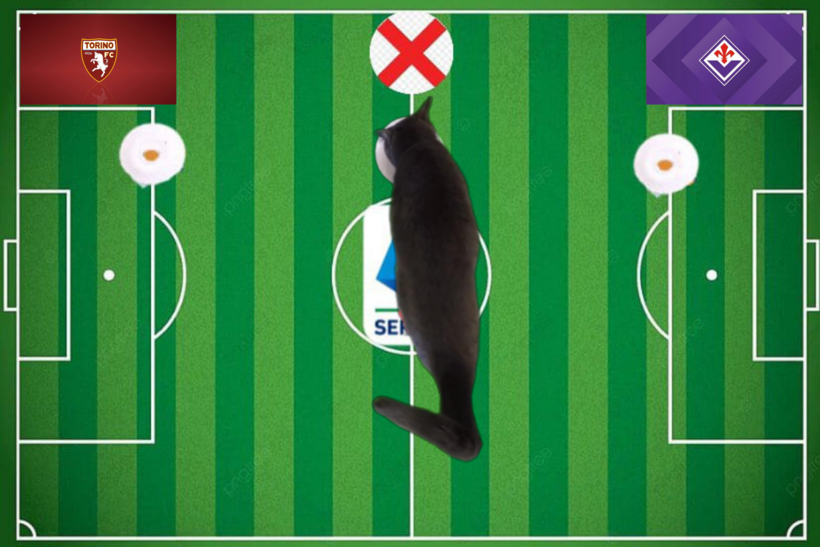 Dự đoán của chú mèo tiên tri trước trận Fiorentina vs Torino