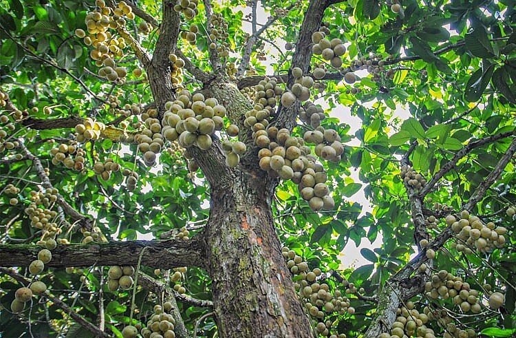 Dâu da còn được biết đến với những tên gọi khác nhau, khi thì thân thương là du da, lúc lại gợi hình dáng cây là dâu da xoan, nhưng dù tên gọi nào, chúng đều thuộc về họ thực vật Phyllanthaceae.