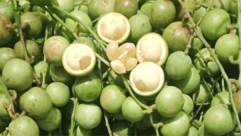 Dâu da tác dụng chống oxy hóa và chống viêm mạnh mẽ, làm giảm vi khuẩn có hại và kích thích sự phát triển của vi khuẩn có lợi trong hệ thực vật đường ruột.