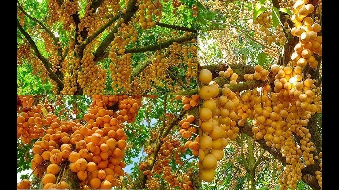 Từ thứ quả dân dã ở quê, giờ đây dâu da đã trở thành đặc sản nổi tiếng ở thành phố.