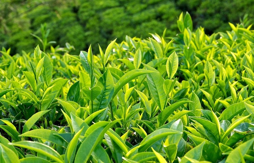 Nước trà xanh (chè xanh) chứa hàm lượng cao axit tannic, có khả năng khử chất cồn trong rượu.