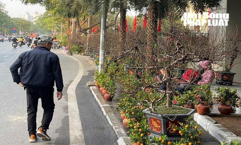 Các loại cây cảnh, đào, quất đã được bày bán nhiều ngày nay dọc trên các tuyến phố nhưng người mua thưa thớt.