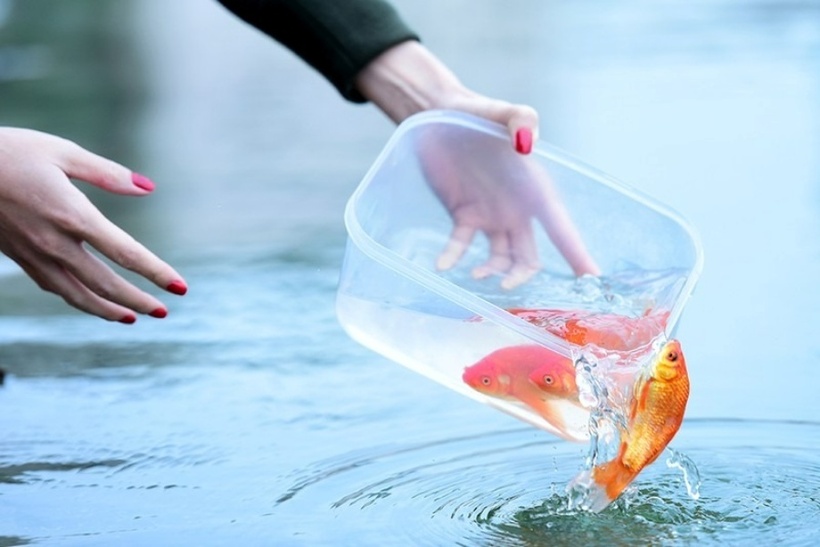 Cá chép nên thả trước giờ Ngọ (12h trưa 23 tháng Chạp) để Táo quân có đủ thời gian lên chầu trời.