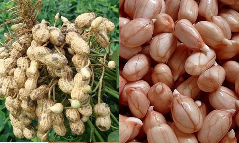 Không chỉ nảy mầm mà đậu phộng mốc cũng có thể sản xuất một lượng lớn độc tố, được liệt kê vào danh sách là một chất gây ung thư.