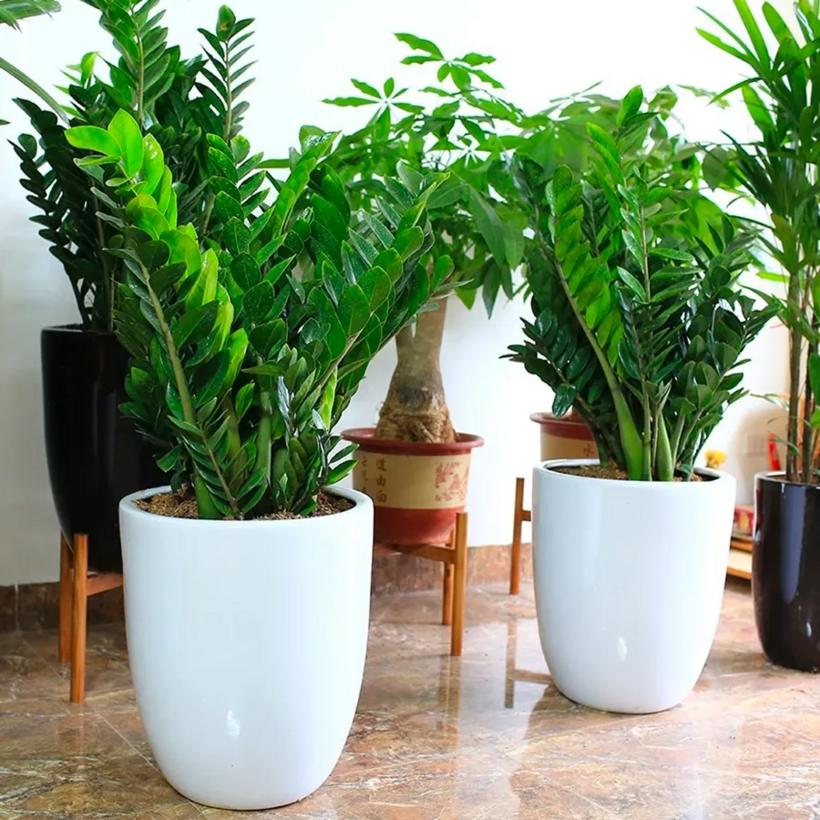 Cây kim tiền tượng trưng cho tài lộc, may mắn và sự thịnh vượng.