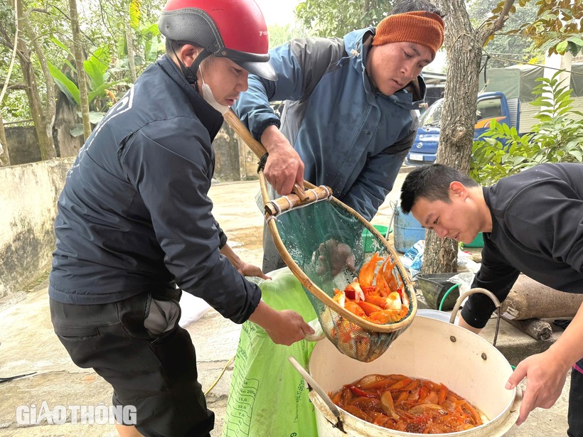 Từ bao đời nay, người dân các phố Tân Hậu, Tân Cổ, Bái Trúc nối tiếp nghề cha ông truyền lại nuôi cá giống, cá chép đỏ nhỏ để phục vụ bán vào những ngày cuối năm. Mặc dù đây là nghề truyền thống nhưng hiện nay đã đem lại lợi ích kinh tế lớn cho người dân.