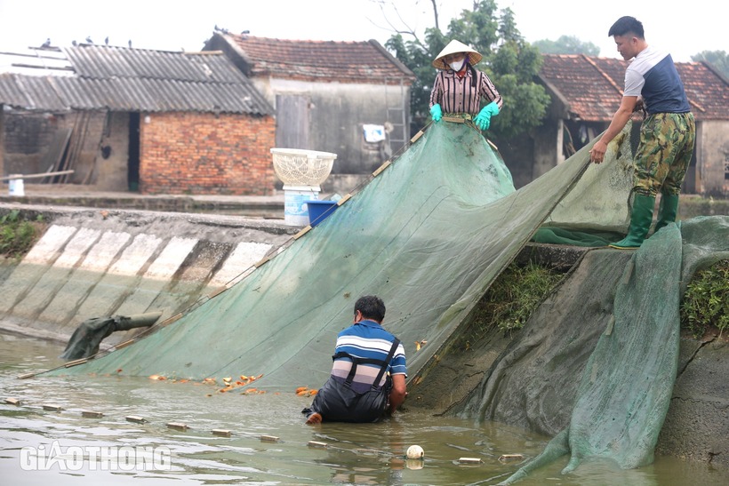 Theo ông Nguyễn Văn Sơn, một người dân ở thôn Bái Trúc, thị trấn Tân Phong chia sẻ trên báo Dân Trí, gia đình ông đã thu hoạch hơn 2 tấn cá chép đỏ và đang bán với giá 100.000 đồng/kg cho khách sỉ, giá bán lẻ dao động từ 130.000 đến 150.000 đồng/kg, tức là cao hơn 20.000-30.000 đồng/kg so với những năm trước.