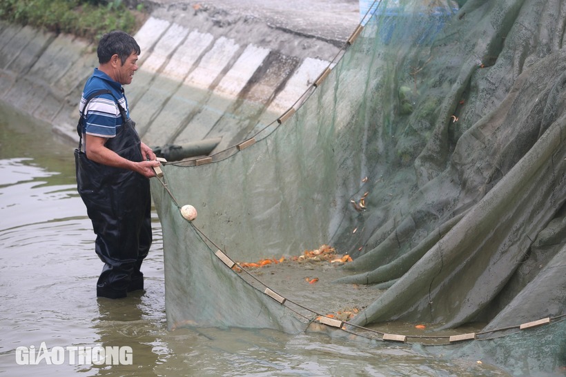 Theo nhiều hộ nuôi cá chép đỏ ở thị trấn Tân Phong, từ đầu tháng 3 âm lịch hằng năm, họ thả cá xuống ao nuôi, đến giữa tháng Chạp bắt đầu thu hoạch.