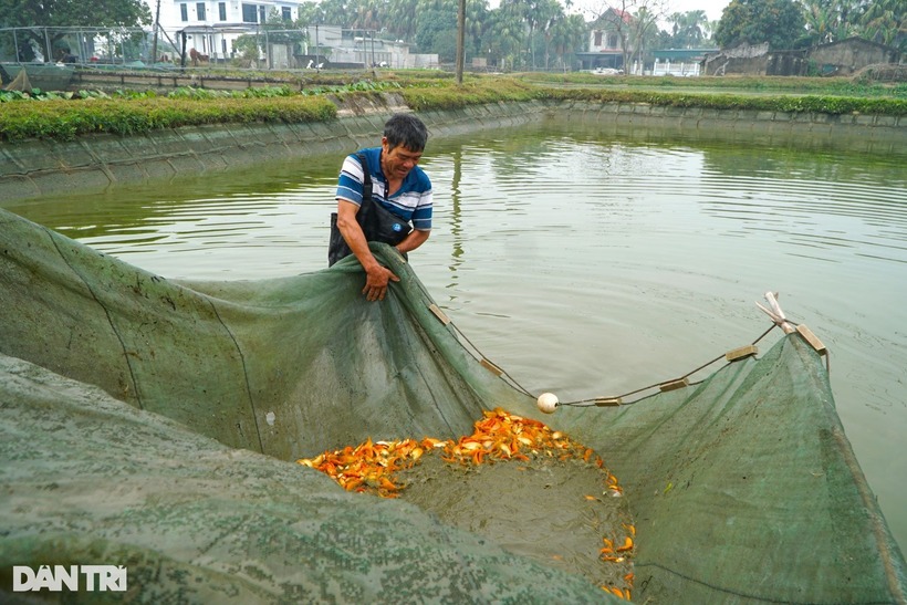 2 ngày trước Tết ông Công, các cơ sở nuôi cá chép đỏ ở thị trấn Tân Phong, huyện Quảng Xương tấp nập thương lái đến thu mua cá.