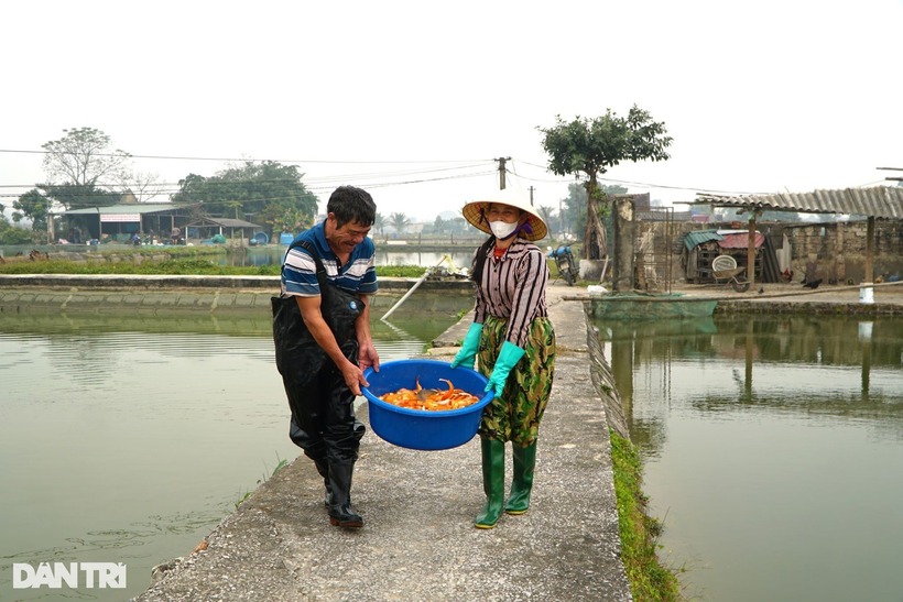 Nhiều thương lái ở các tỉnh miền Trung như Hà Tĩnh, Nghệ An, Quảng Trị... đưa cả ô tô tải đến đặt mua cá chép đỏ về bán.