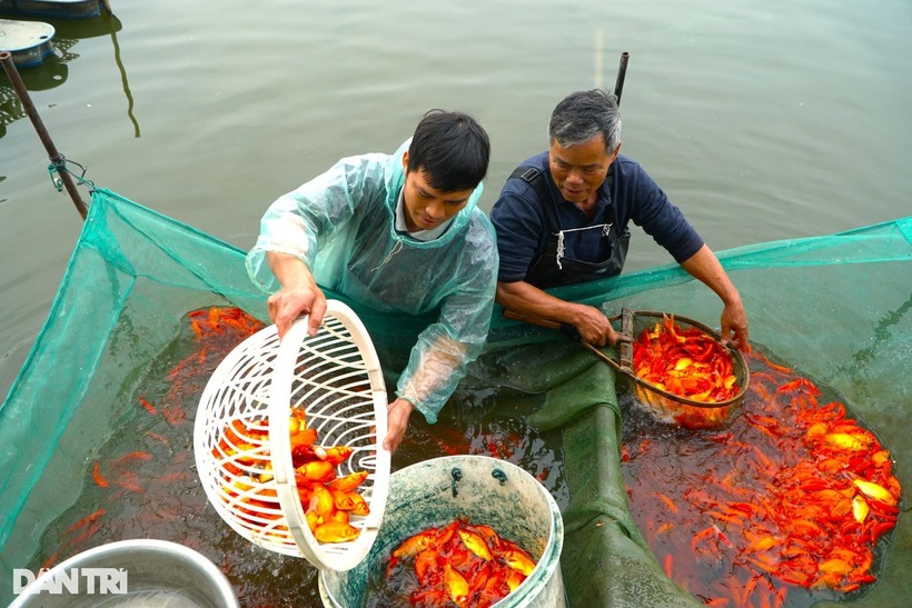 Theo lãnh đạo UBND thị trấn Tân Phong, huyện Quảng Xương, các phố như Bái Trúc, Tân Cổ, Tân Trúc có truyền thống nuôi cá chép đỏ từ lâu đời. Nhờ nuôi cá chép đỏ, nhiều hộ dân có nguồn thu nhập cao vào dịp cuối năm, có những hộ kiếm 100-150 triệu đồng mỗi dịp Tết ông Công ông Táo.