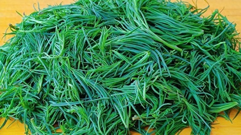 Loại rau này vốn mọc hoang ở các bãi đất nhiễm mặn - kiềm gần bờ biển, hồ tôm, đầm lầy, cánh đồng muối,...