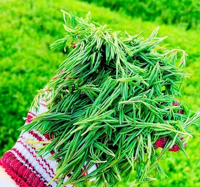 Từ món ăn bình dị trong bữa cơm nghèo khó, rau muối đã vươn mình trở thành đặc sản được săn đón, mang lại giá trị kinh tế và góp phần làm phong phú thêm nền ẩm thực Việt Nam.