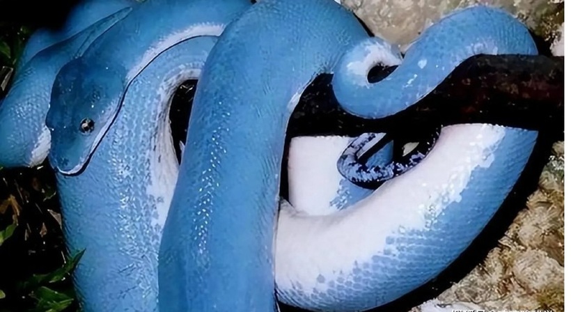 Da của trăn High-blue tựa như bầu trời không mây trên cao nguyên Tây Tạng.