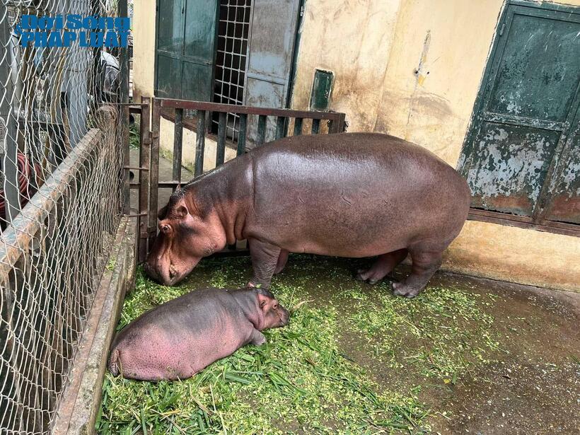 Đây là hà mã con đầu tiên sinh trong lịch sử được sinh ra tại vườn thú Hà Nội
