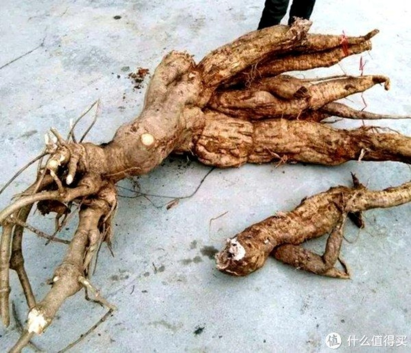 Ông chủ Quảng Đông giải thích rằng thứ ông coi trọng không phải giá trị chữa bệnh của gốc sắn dây mà là giá trị nghệ thuật của nó. Ảnh: Sina