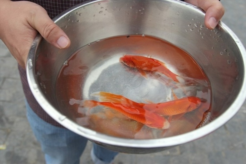 Vì sao cá chép gắn với Tết ông Công ông Táo?