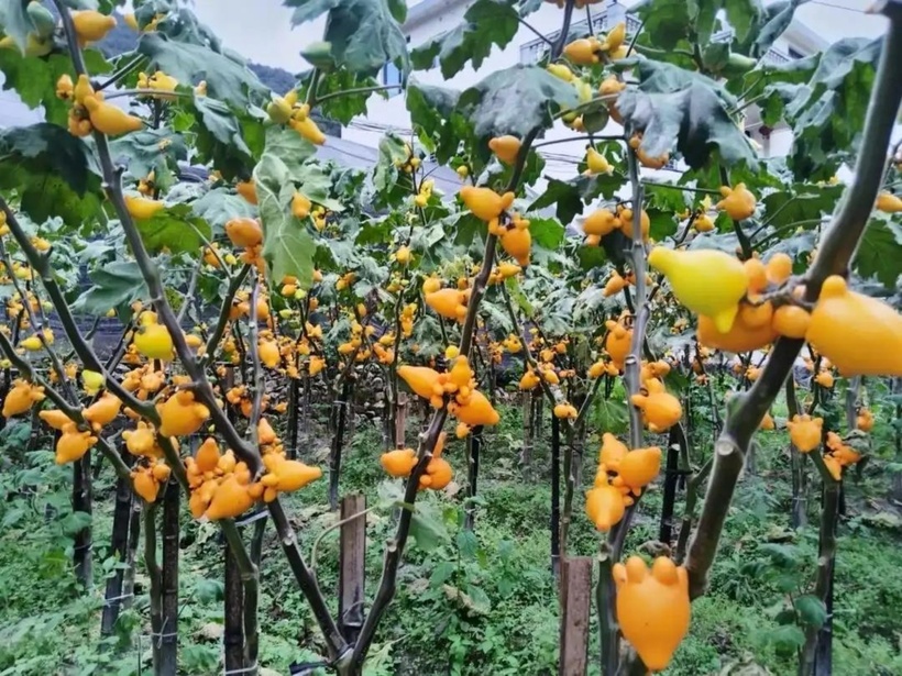 Tên khoa học của cây cảnh này là Solanum mammosum Tsunonasu hoặc Solanum mammosum, có nguồn gốc từ Brazil.