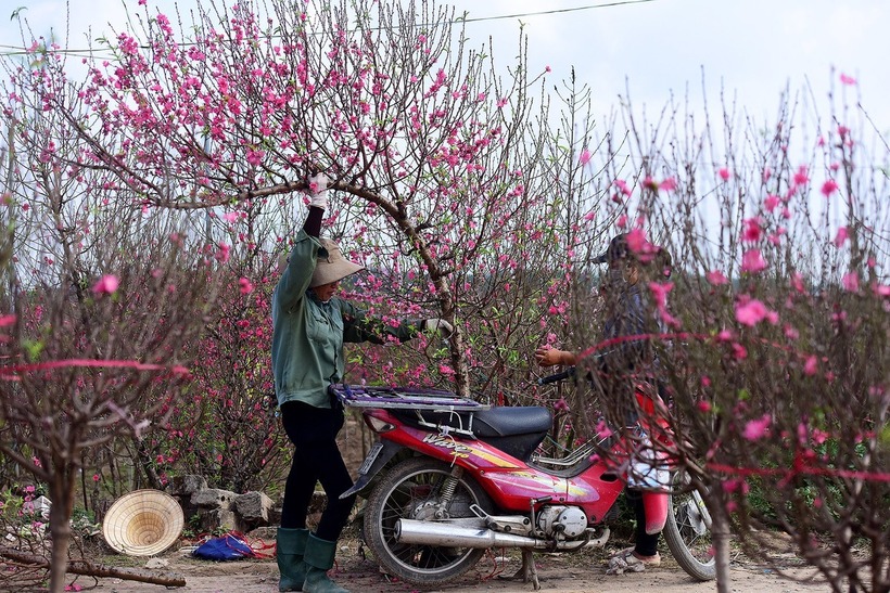 Lịch nghỉ Tết Nguyên đán Ất Tỵ 2025 đối với công chức, viên chức, người lao động thuộc các cơ quan hành chính sự nghiệp, tổ chức chính trị, tổ chức chính trị- xã hội sẽ bắt đầu từ ngày 25/1 (tức 26 Tết). Ảnh minh họa