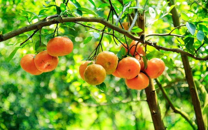 Quýt hồng Lai Vung là một loại trái cây đặc sản được trồng tại huyện Lai Vung, tỉnh Đồng Tháp.