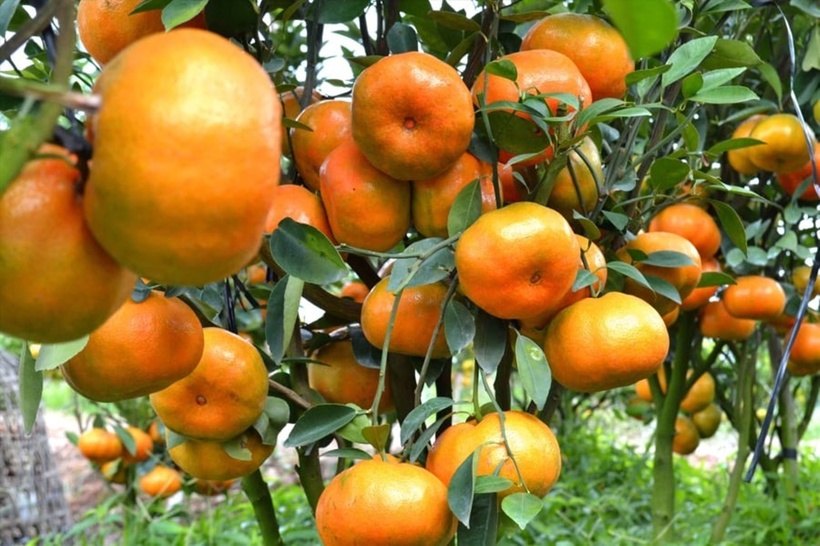 Không chỉ mang vẻ đẹp rực rỡ, hương vị thơm ngon, quýt hồng Lai Vung còn là biểu tượng của sự may mắn và sung túc...
