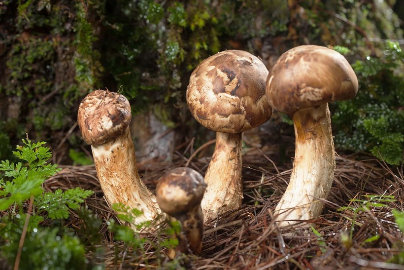 Nấm matsutake được coi trọng đến mức thường được dùng làm quà biếu tặng cho những người đặc biệt kính trọng hoặc được sử dụng trong những dịp lễ quan trọng.
